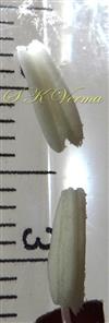  Anthers